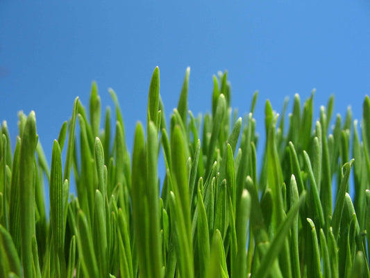 Going Green