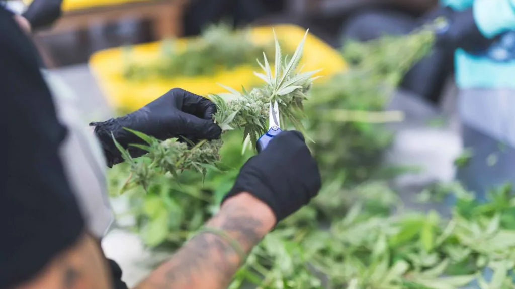 A person is cutting marijuana plants in a factory with clean air.